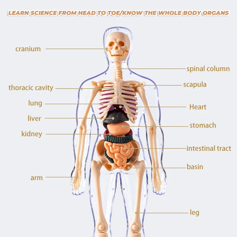 Kinderen Speelgoed Anatomie Vroeg Onderwijs 3D Simulatie Menselijk Skelet Structuur Biologie Model Verwijderbare Leren Onderwijs Gereedschappen