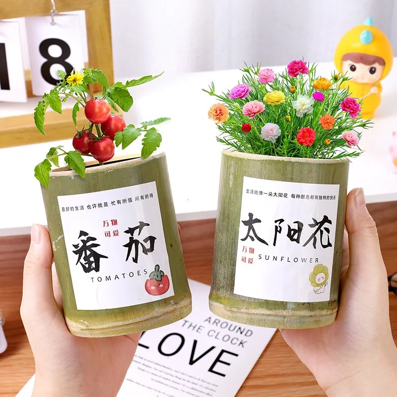 Kindergarten plant  tabletop decoration germinated pot for students children Gift prizes diy mini creative small plants bamboo