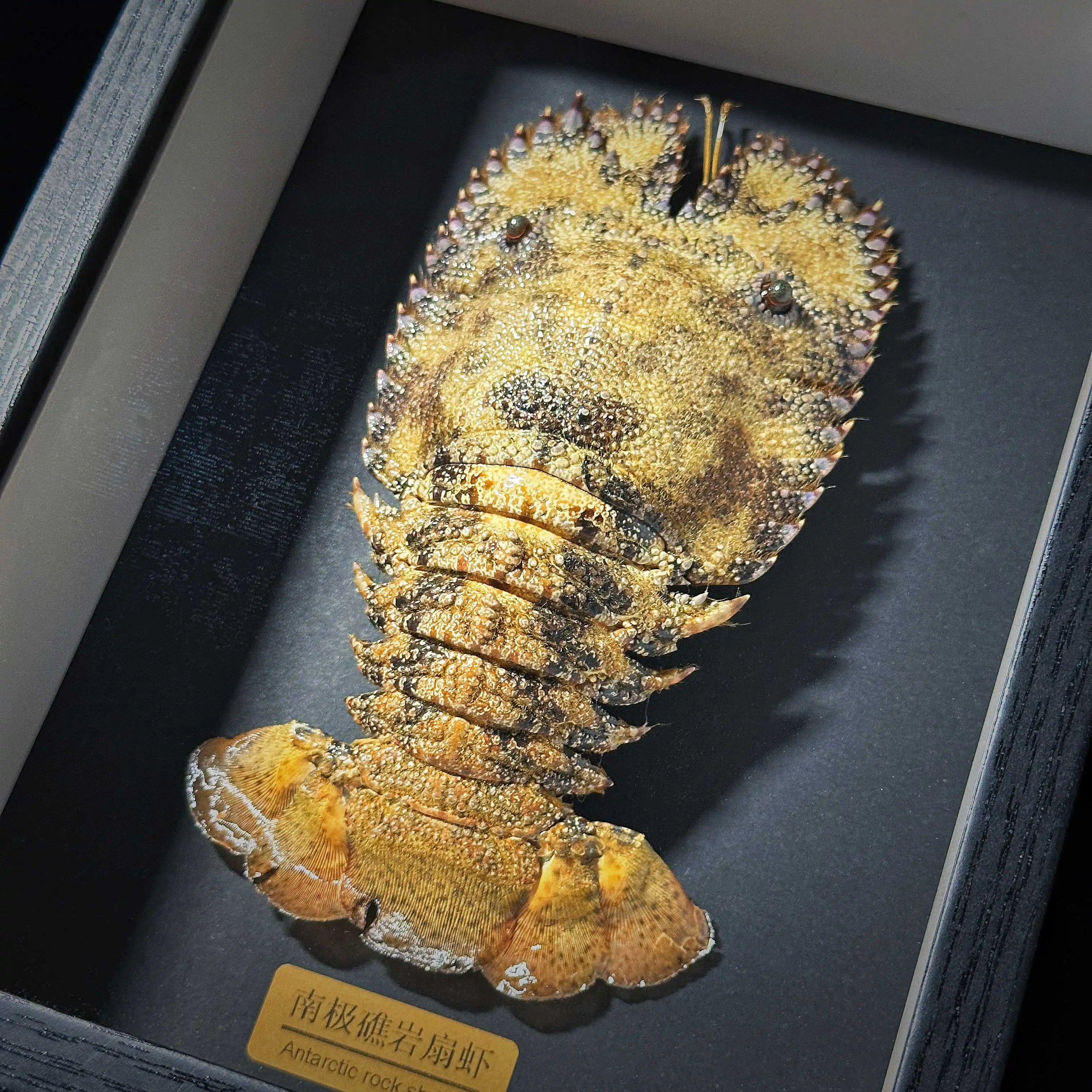 Parribacus antarcticus Specimen Frame‌ Handcrafted Scientific Display | Premium Home Art & Educational Collection