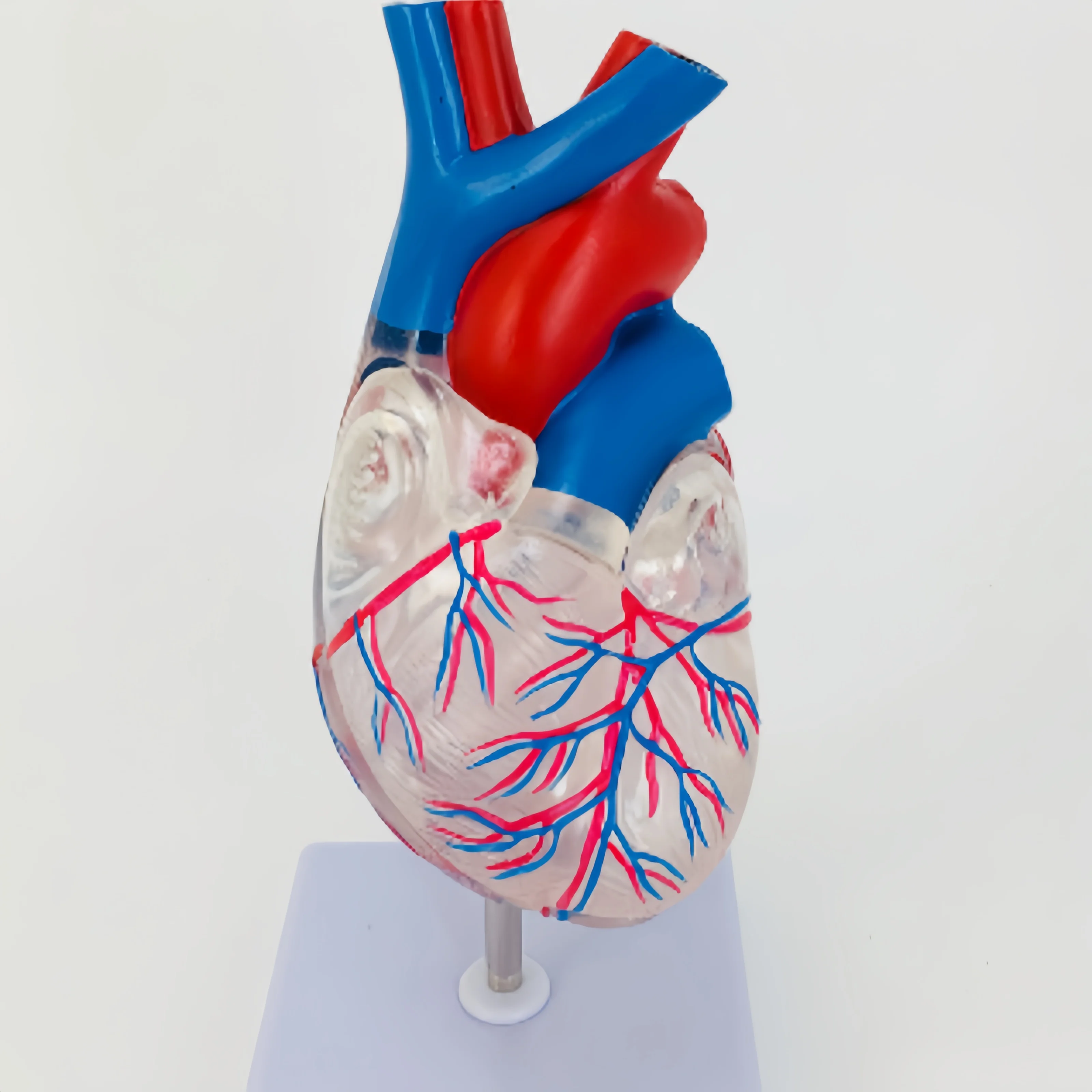 High quality factory direct transparent heart anatomy model Medical teaching model