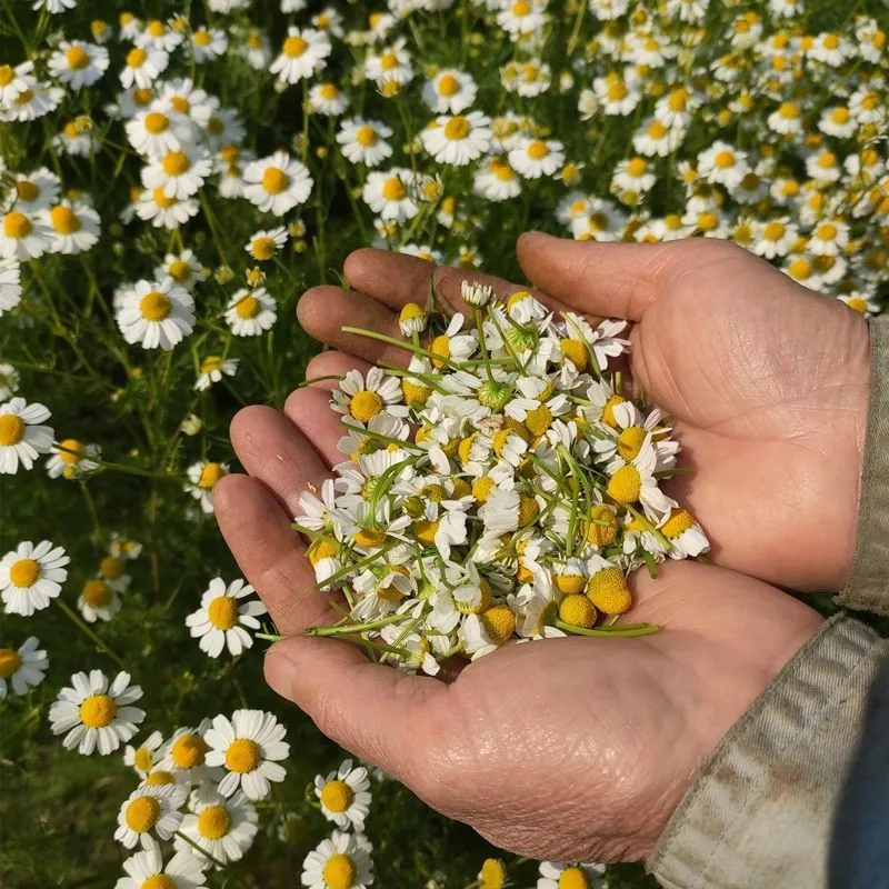 Fragrant Natural Chamomile Dried Flowers Top Chrysanthemum Parthenium For Diy Candle Soap Perfume Making Sachet Pillow Filling