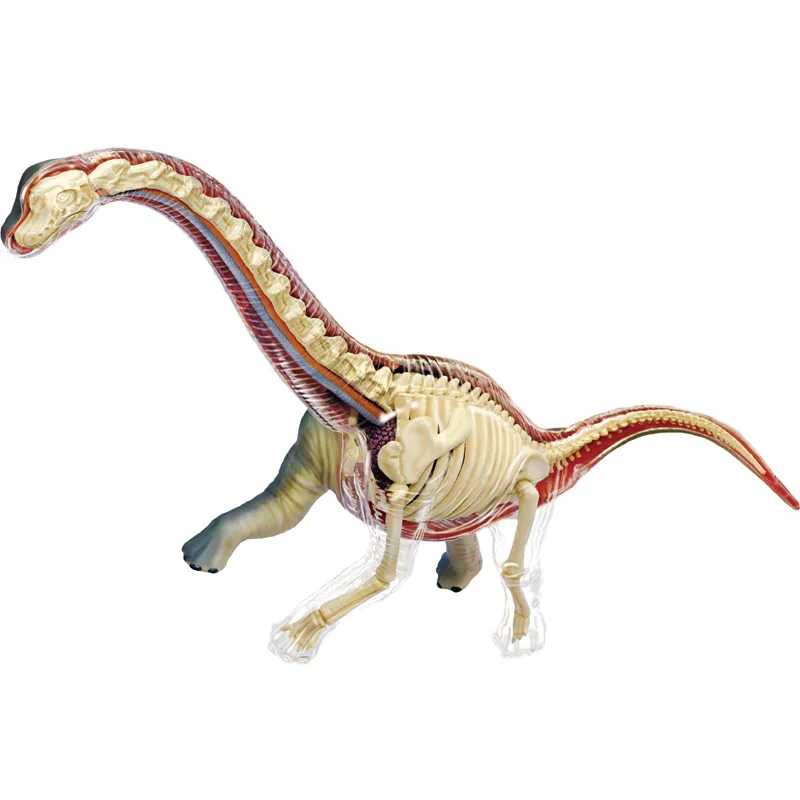 4D Vision Animal Brachiosaurus (Full Skeleton) Anatomy Dinosaur Toy Model Sculpture Collection Model