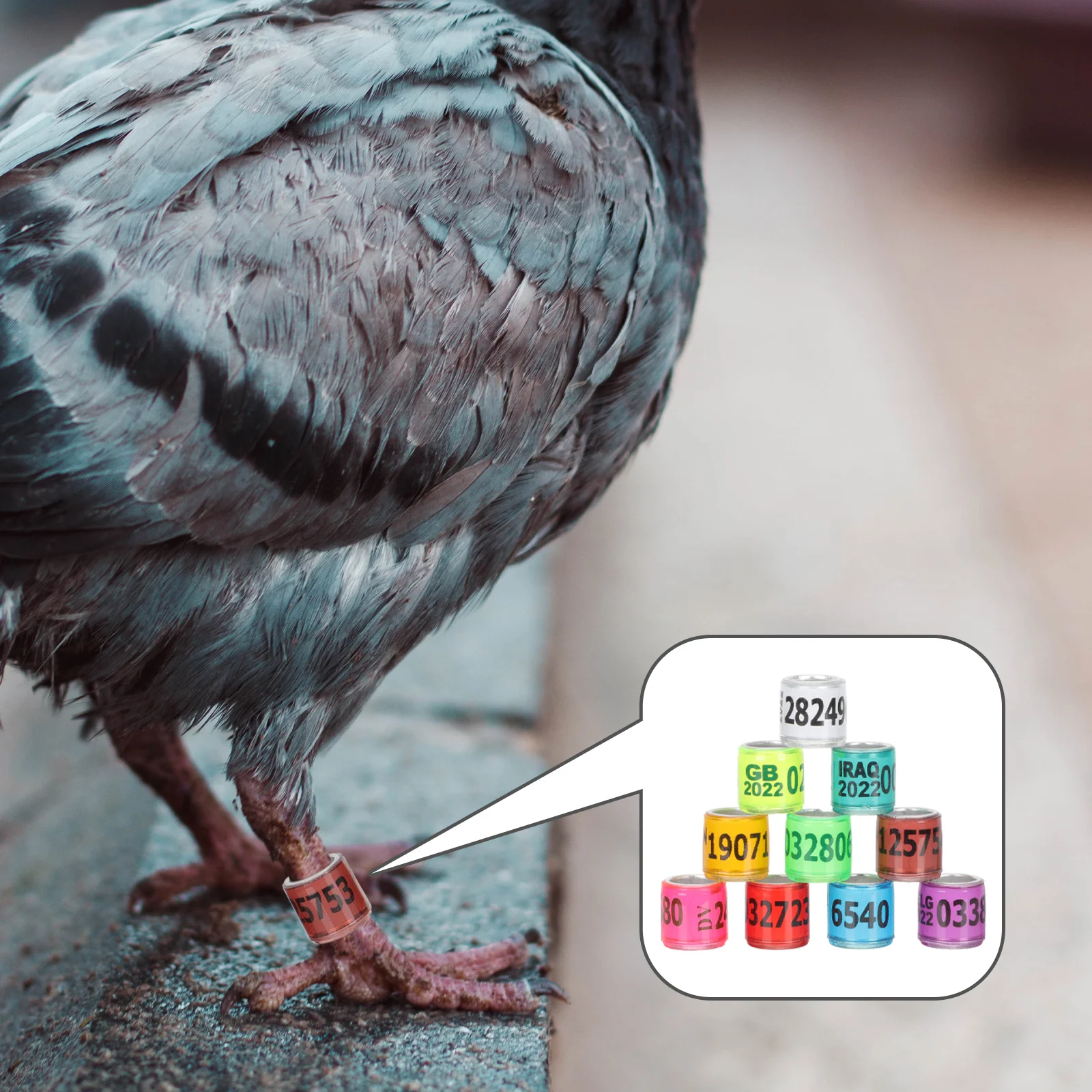 100pcs Aluminum Bird Foot Rings Multicolor 8Mm Bright Leg Bands For Identification Racing Training Distinguish Tool Homing