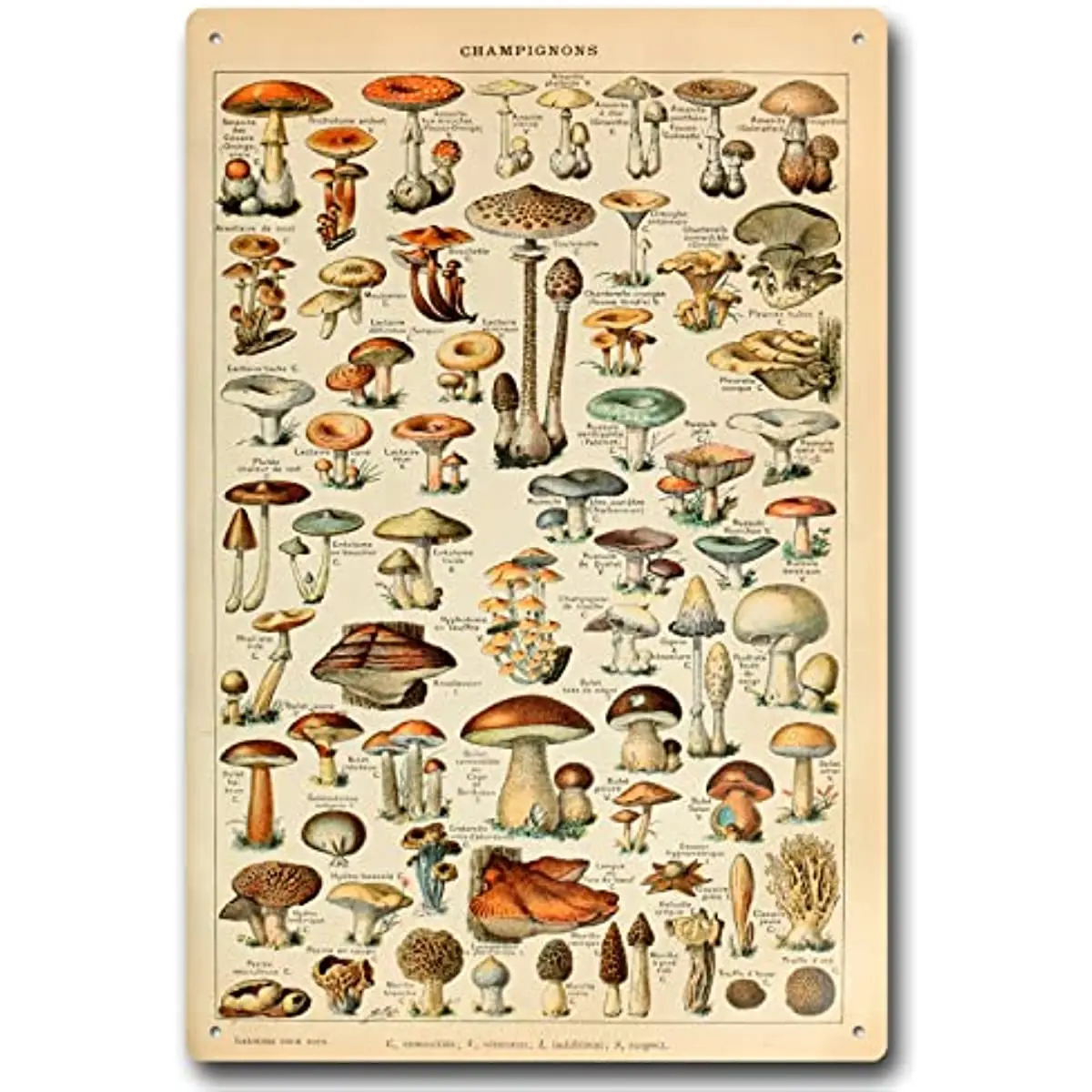 Винтажный металлический знак в виде грибов, идентификация различных пород грибов, антикварный жестяной знак для спальни, классной комнаты
