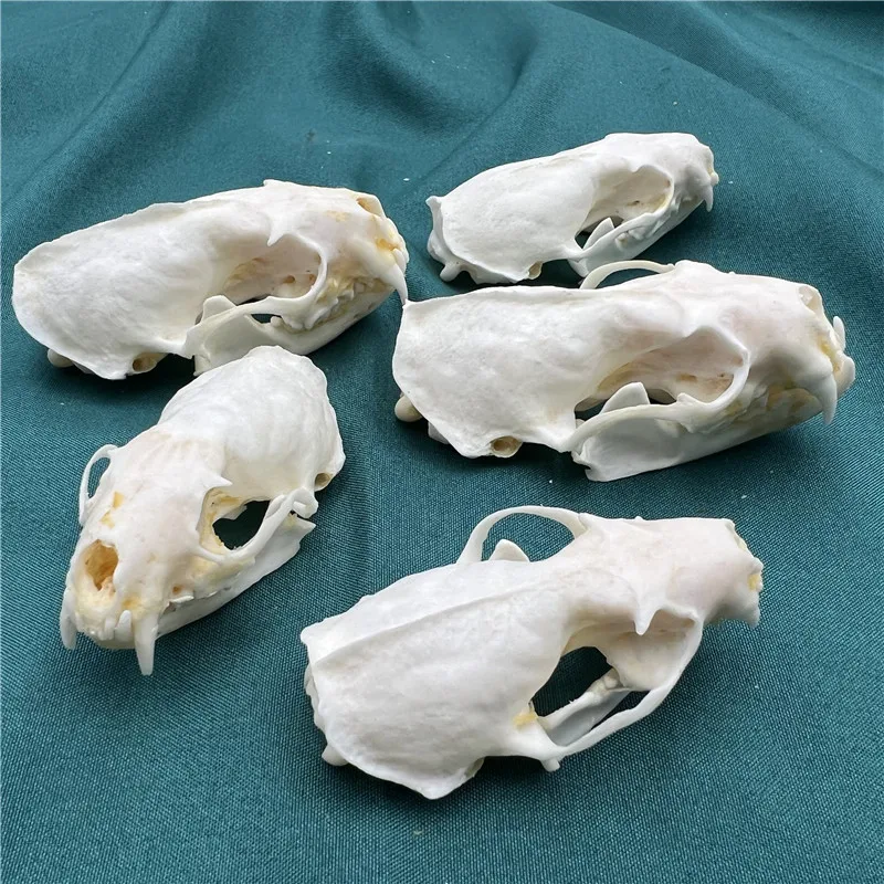 1/2/3/5/10 pcs Real mink skulls, fine animal specimens, skull gifts size 7CM