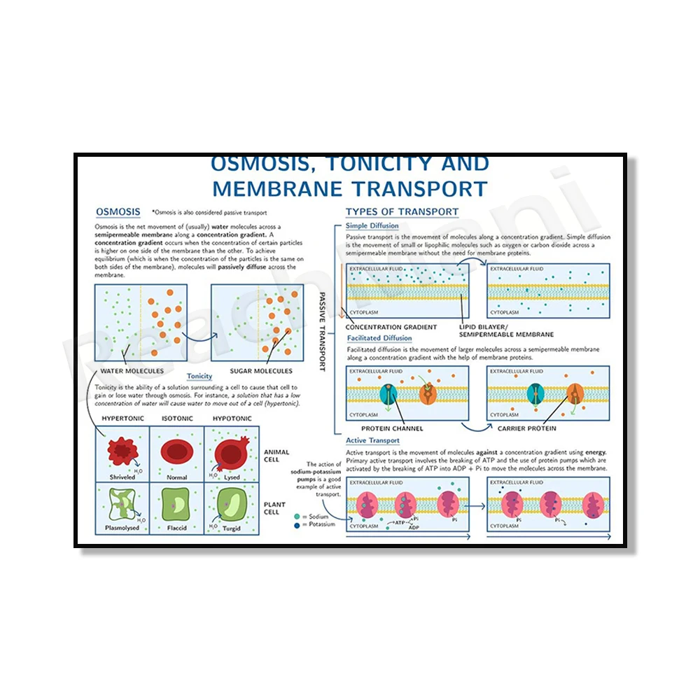 DNA and Chromosome Science Art, Plant and Animal Cell Structure Science Poster, Mitosis and Meiosis Cell Division Science Poster