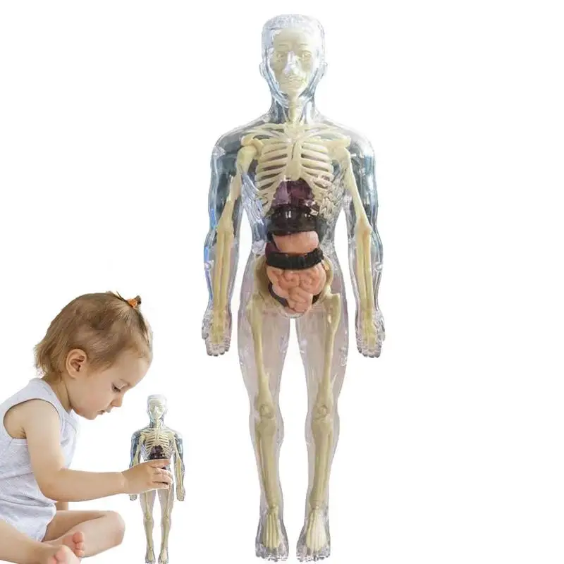 

Anatomy Model For Kids 3D Anatomy Doll Body Organ Model Soft Human Body Ages 4 Science And Education Toys Removable Organ Bone