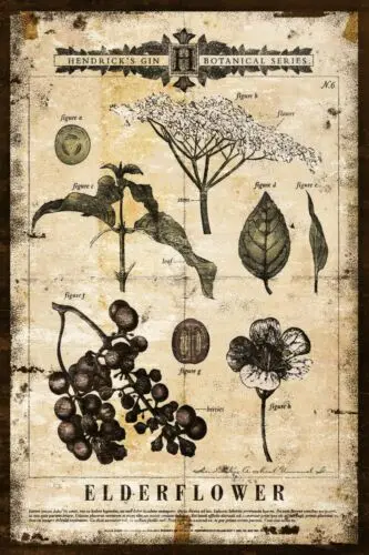 Hendrick's Gin Botanicals Elderflower Advert, Vintage Aged Look New Metal Sign