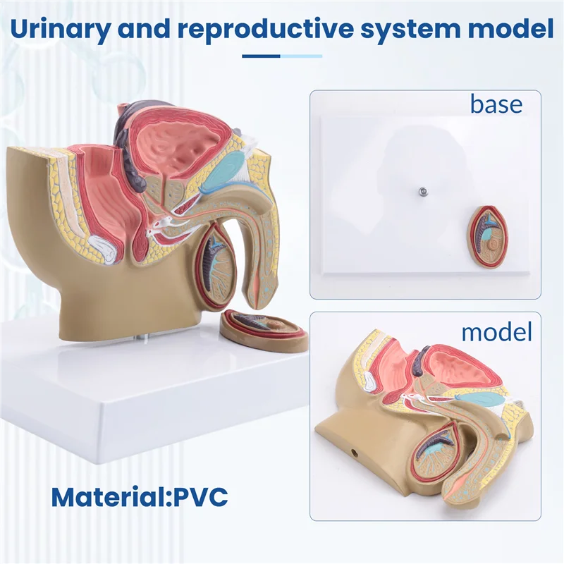 VO-1:2 Sezione Sagittale pelvica maschile Modello del sistema urinario rettale della vescica della prostata testicolare