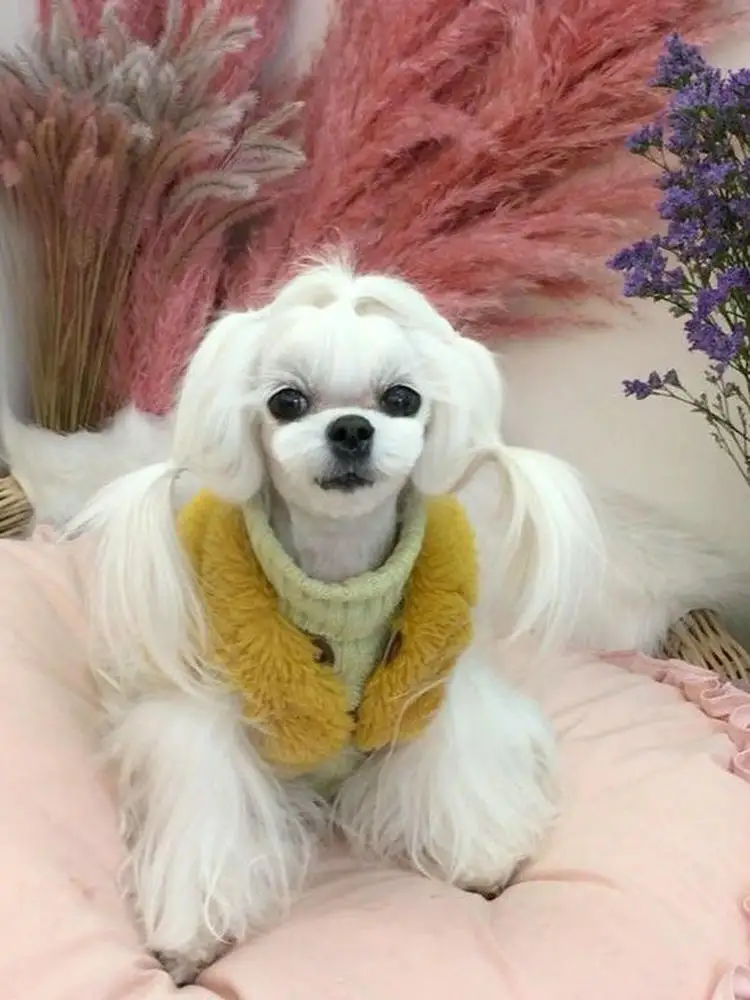 �y�Z�[�����z���ƔL�̂��߂̒g�����є�̃x�X�g �e�f�B �r�V���� �|�����j�A�� ���^�� �H�~�� �g�����f�B�ȃy�b�g�� ����@�Ő􂦂܂�