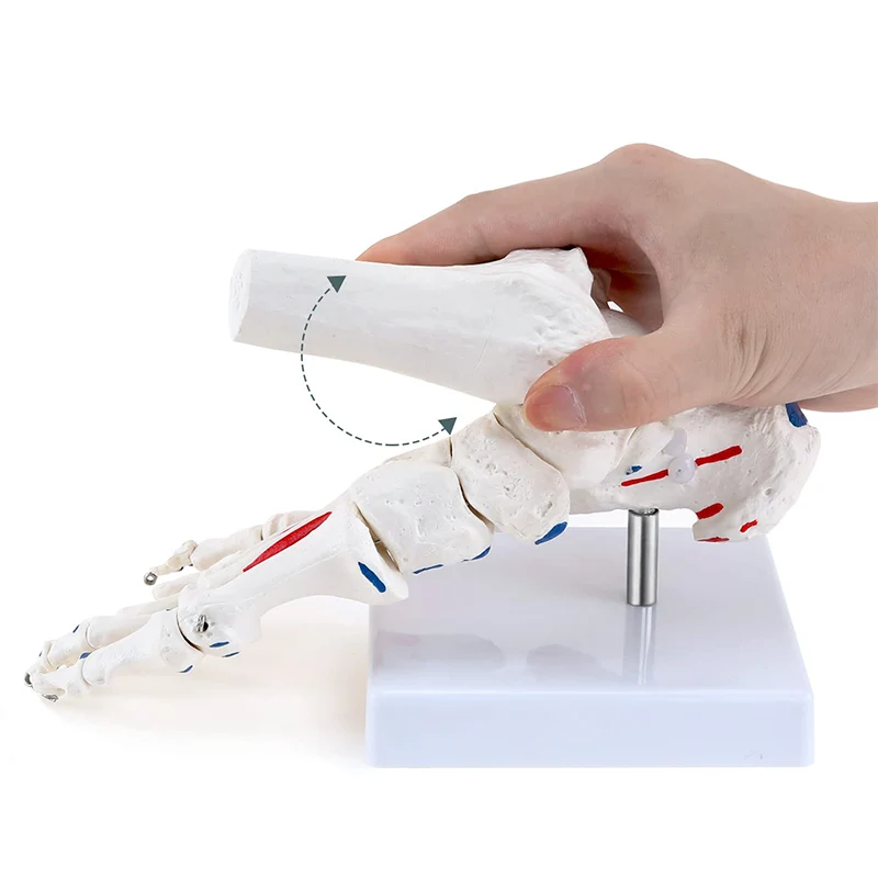 

Гибкий скелет стопы в натуральную величину с моделью голеностопного сустава. Медицинская анатомия. Модель скелета стопы. Соединения мышц и вставки.