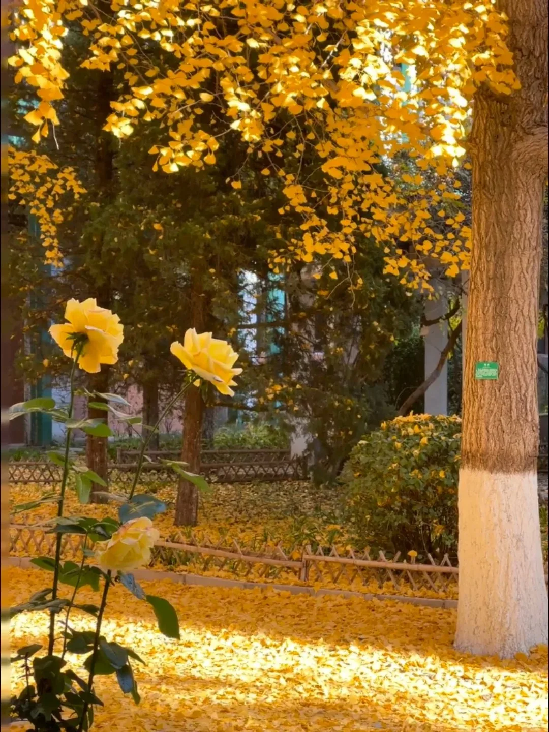 

Android 14 For Lexus GS GS300 GS320 GS450 GS350 2004-2011 Car Radio Carplay Multimedia Player GPS Navig Auto Stereo Head Unit BT