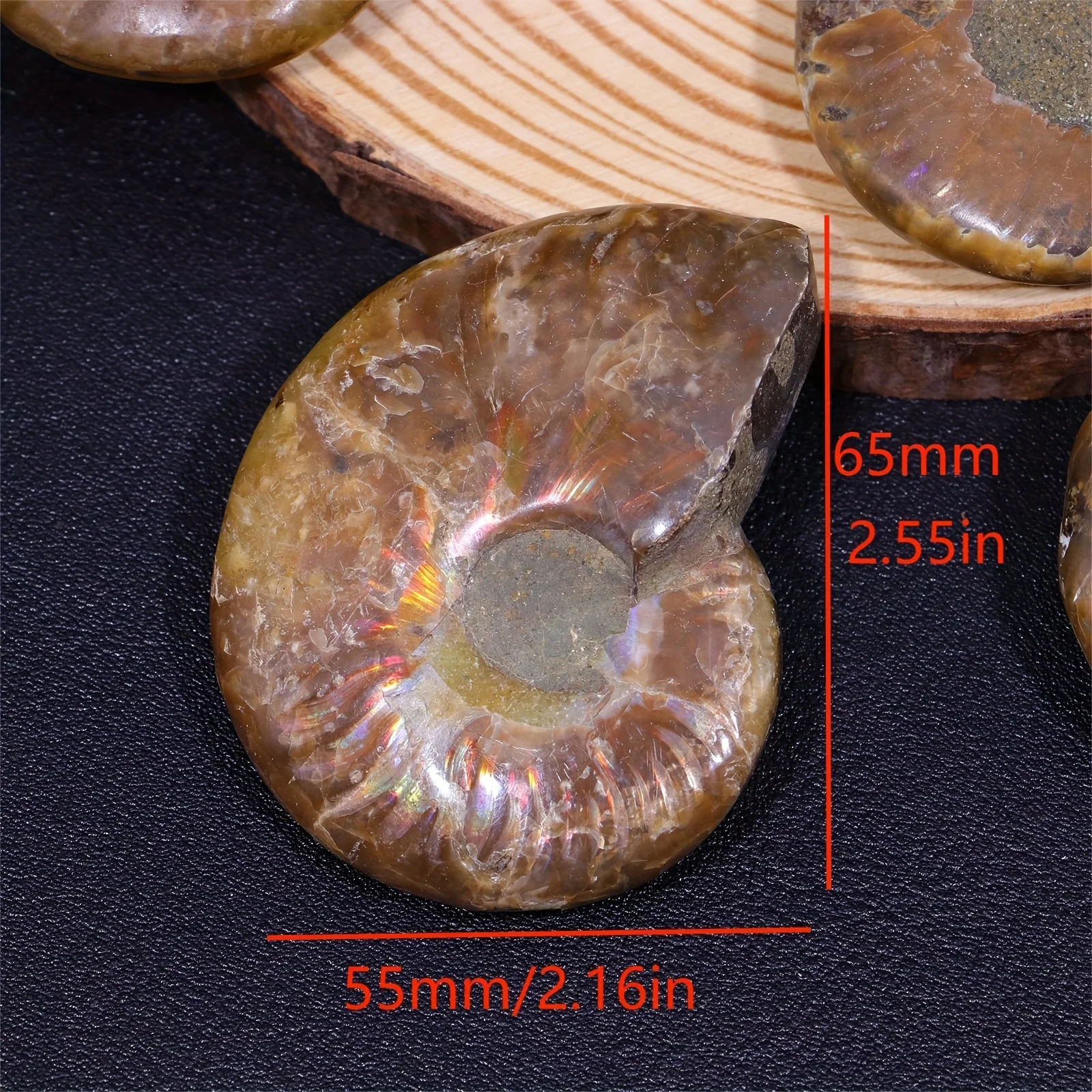 Ammonite Conch Shell Fossil 2