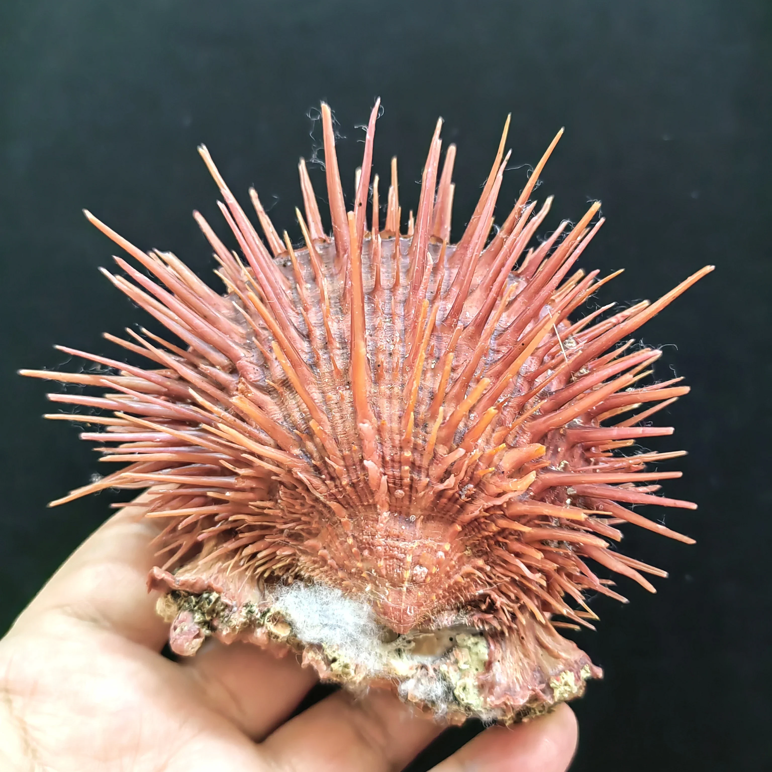 10cm Natural Thorny Oysters Conch Seashell Gift Aquarium Decoration Christmas Decoration Pink Spondylidae Goat Sea Chrysanthemum