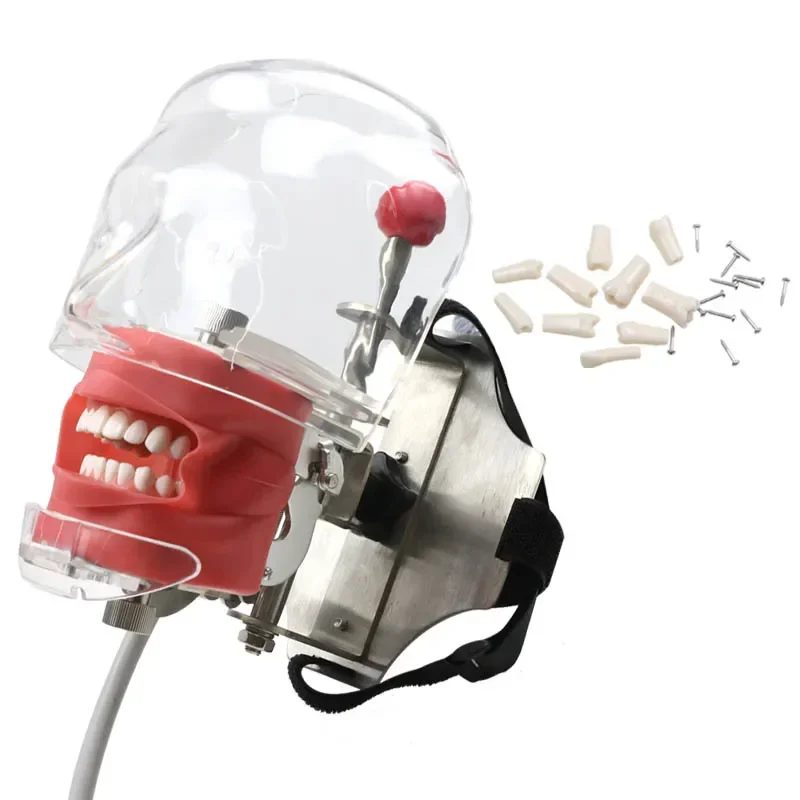 GREATLH Dental Phantom Head with Teeth for Dentist Teaching Practice Dentist Model Manikin Head Model Dental Simulator