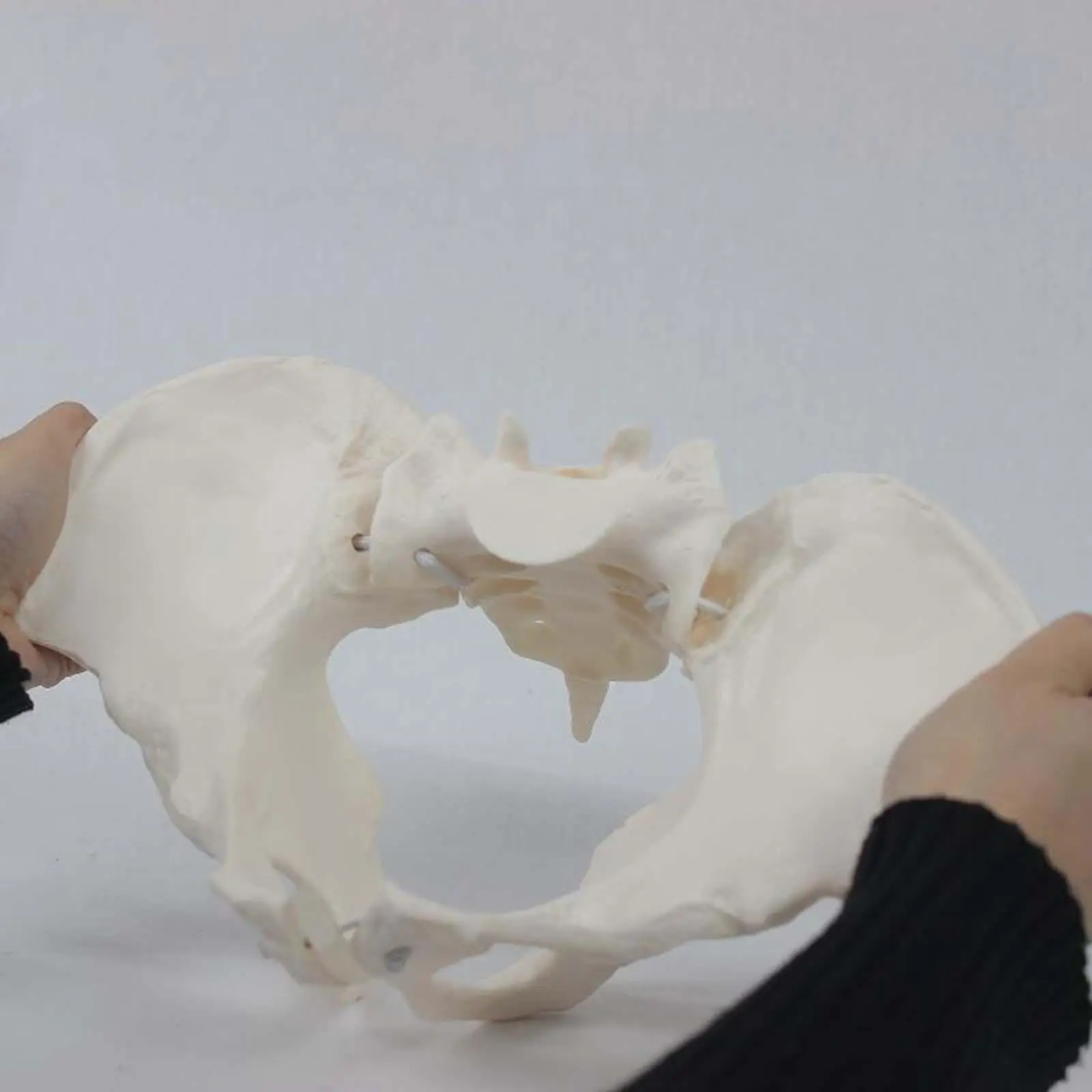 Female Pelvis Model Skeleton Medical Model Science Hip Model Life Size Female Pelvic Skeleton Model, for Patent Communication