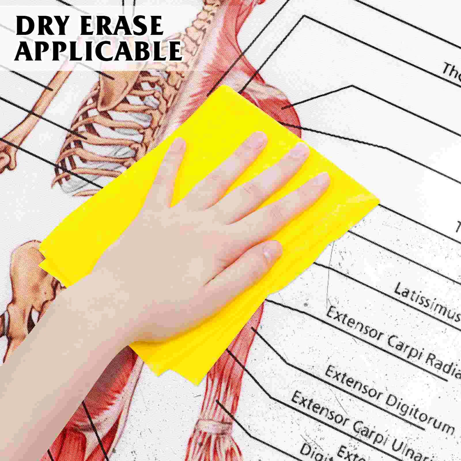 Affiche de Dissection Humaine, Modules du Système Musculaire, Affiche d'Anatomie, Style Nordique