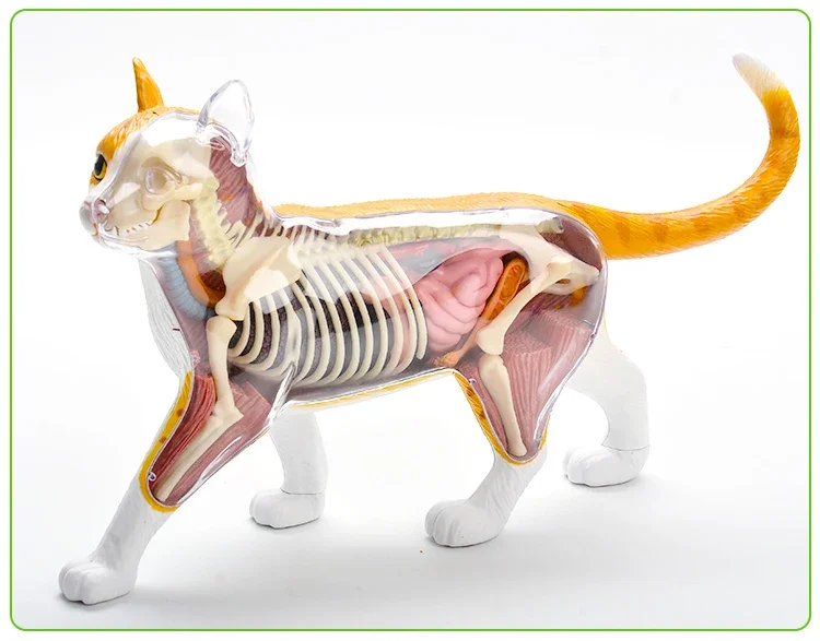 4D Master Black and White Cat Anatomical Visceral Skeleton Group Assembly Model Detachable Artificial Animal Doll Ornament