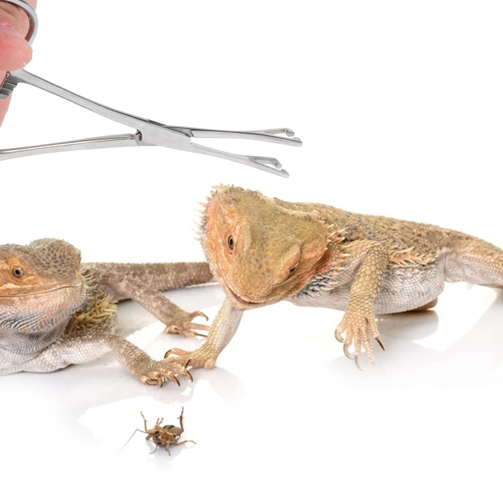 

Stainless Steel Feeding Tongs Long Reptile Tweezers For Terrarium Cricket Feeder Snake Tong Reptile Supplies Pet Feeding