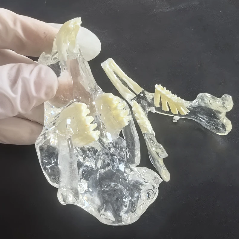 

Transparent Rabbit Skull Teeth Anatomical Model Dental Animals Oral Tooth Jaw for Veterinary Educational Anatomy Decoration Demo