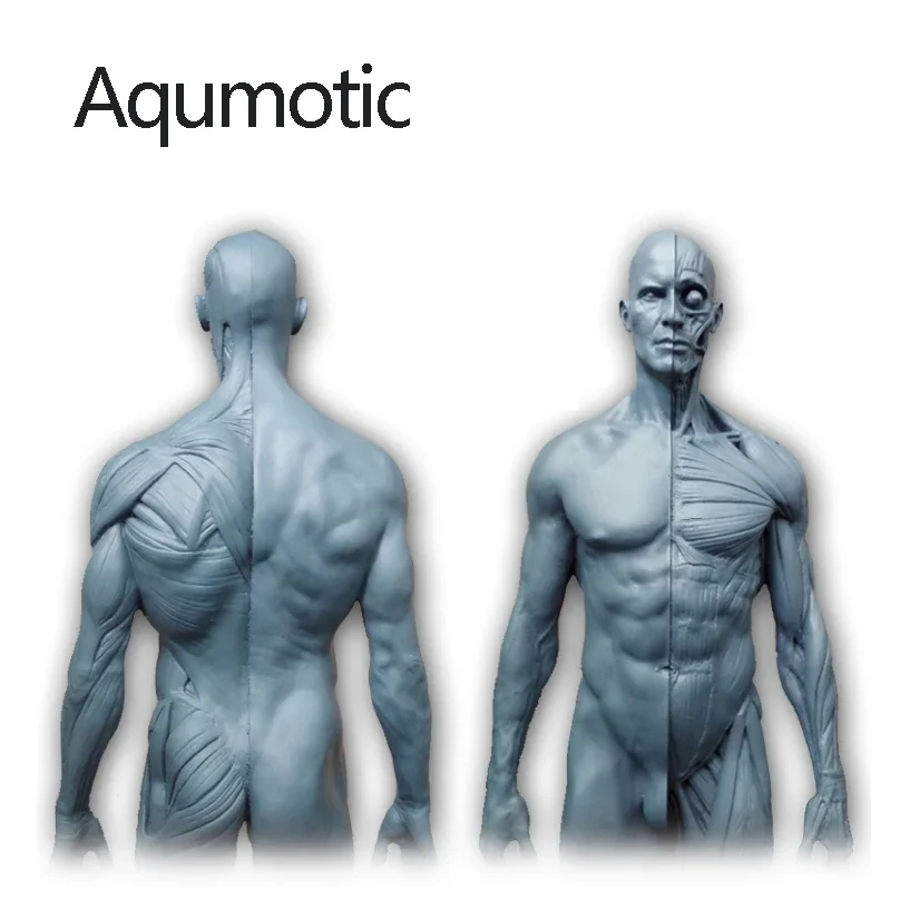 Aqumotic Simulation Mannequin Medical Sculpture CG Reference Model Resin Male Human Bones Skeleton Anatomy Female