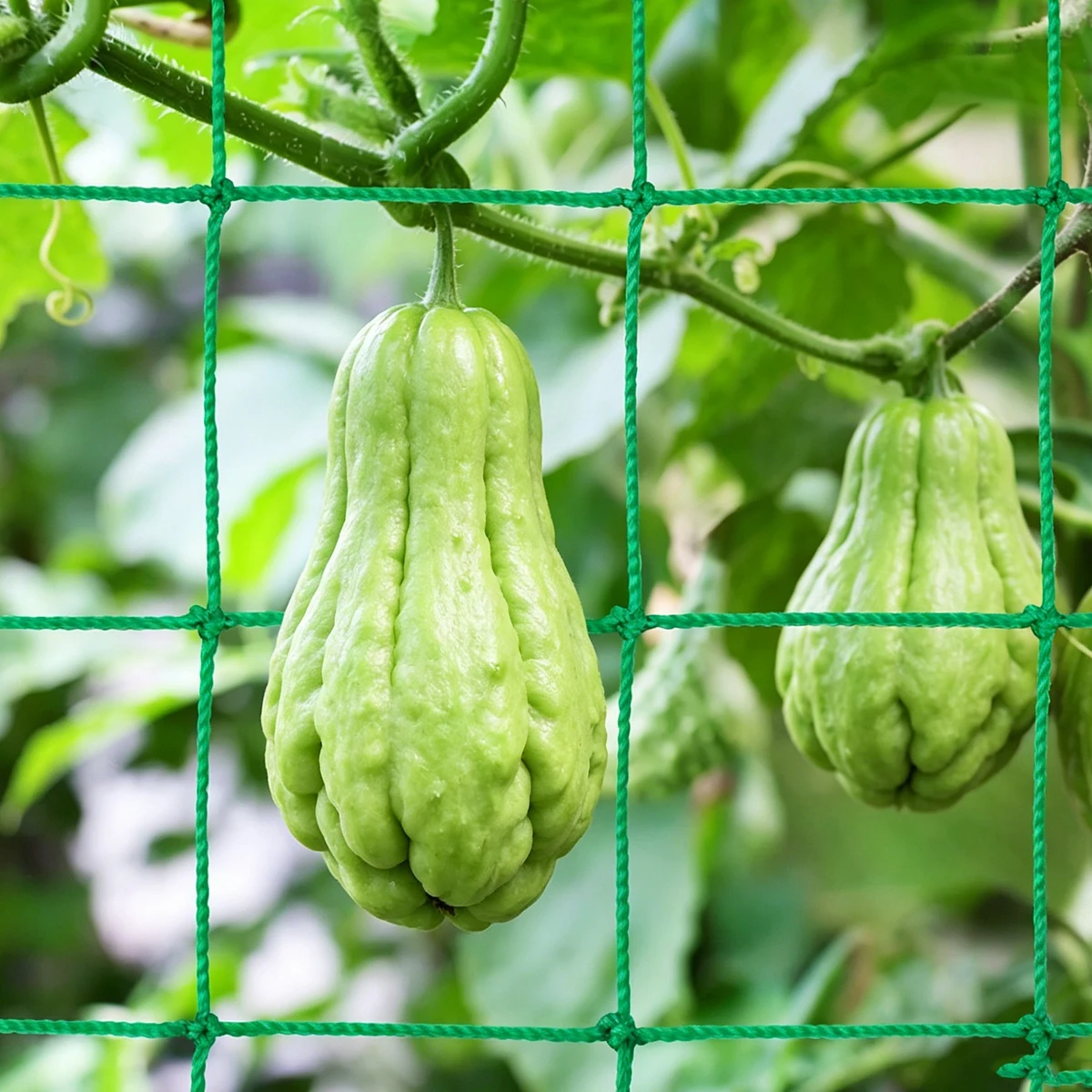 Cucumber Climbing Net Plants Fruit Nylon for Country House and Garden Fleece Duty Heavy Vine Polyester Grapes Mesh Agricultural