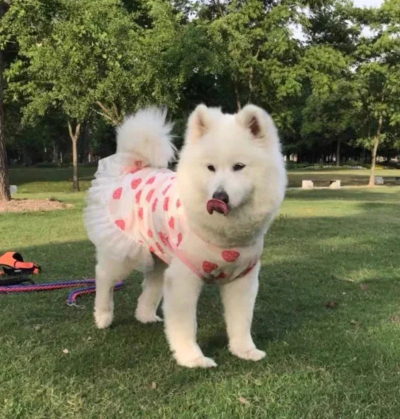 Big Pet Dog Clothes Summer Large Dog Dress Skirt Corgi Shiba Inu Samoyed Husky Labrador Golden Retriever Dog Costume Apparel