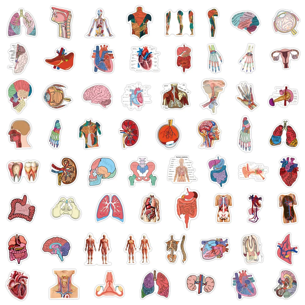 60PCS Medical Research Human Anatomy Stickers Waterproof Cartoon Skeleton Graffiti Decoration DIY Guitar Laptop Bike Phone Toys