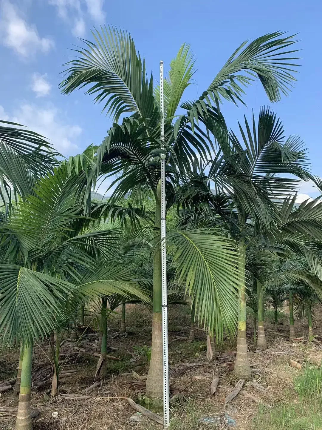 Pólo de fibra carban telescópica de alta rigidez perfeito 2025 para colheita de porca areca