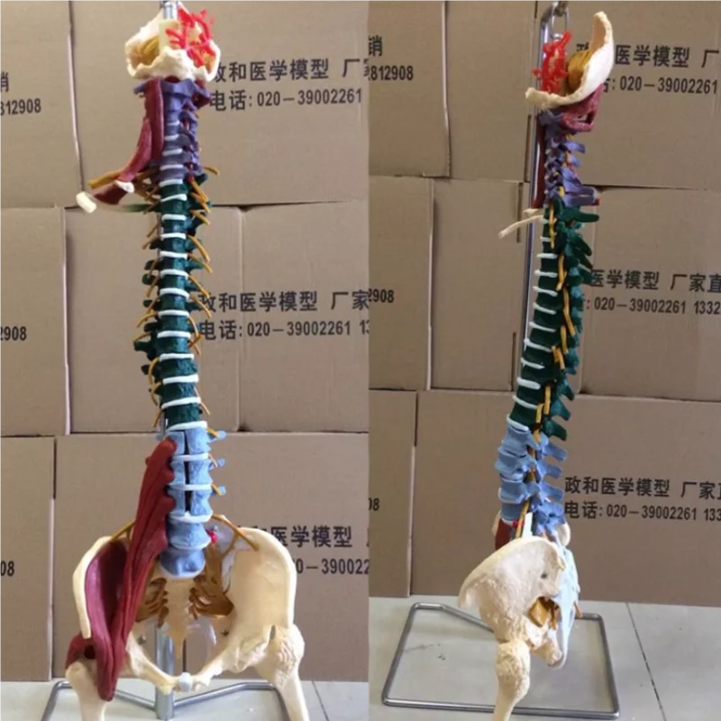 85cm 1:1 human spine model Adult orthopedic spine model with leg bones, pelvis, muscles and nerves Skeleton model