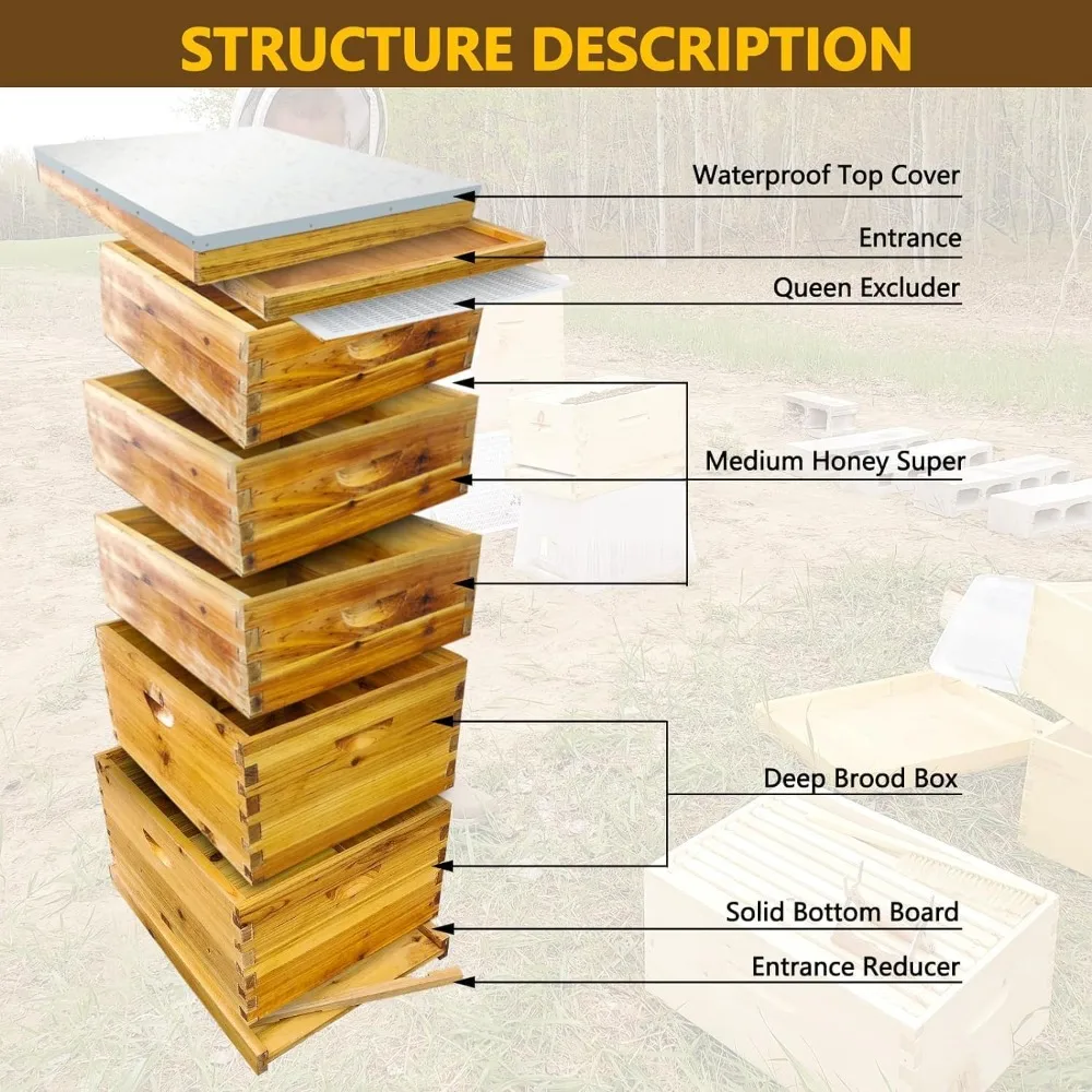 خلية مكونة من 5 طبقات، مجموعة خلية نحل لانجستروث مطلية بشمع عسل 100% تتضمن صندوقين عميقين، 3 خلية متوسطة، بدون إطار