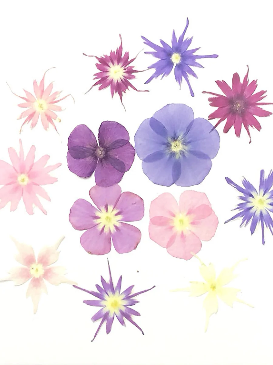 

1Set Pressed Dried Flower Phlox drummondii Herbarium For Nail Art Face Make UP Epoxy Resin Jewelry Frame Phone Case Craft DIY