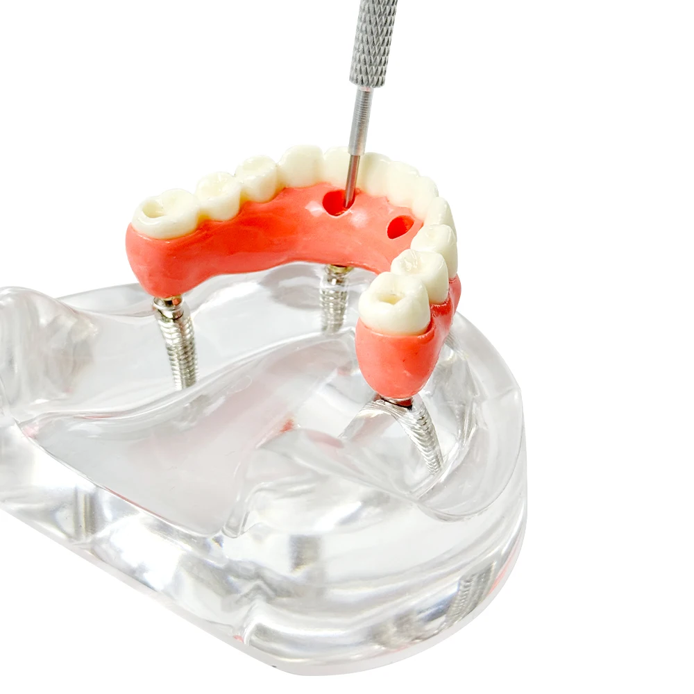 Thumbnail 2 - #21 Latest Dental Teaching Models Offers