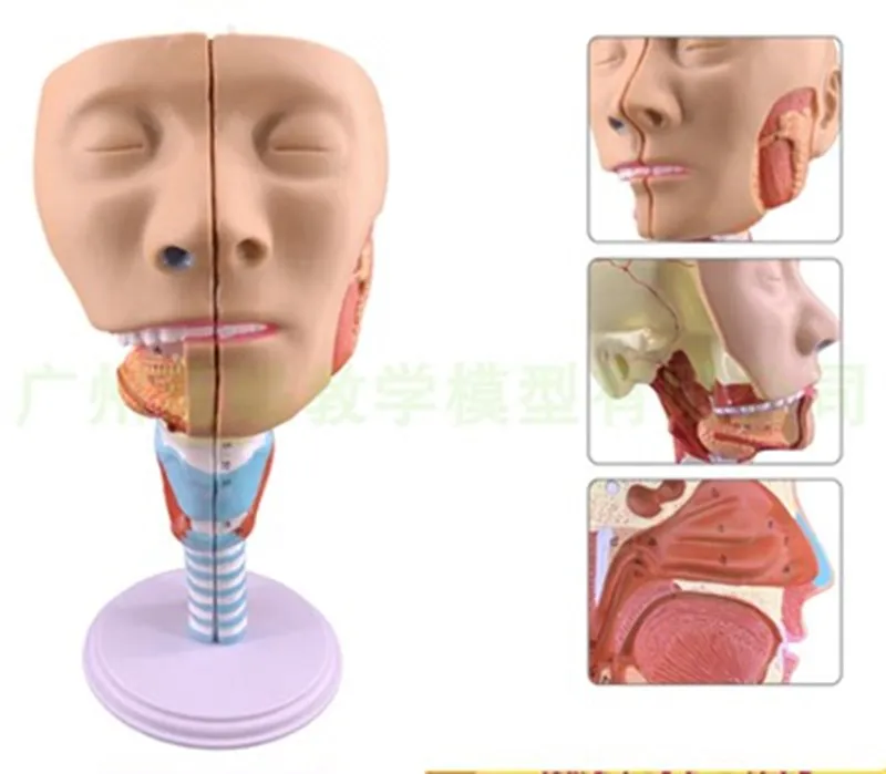 Pharyngeal Muscle Model Larynx Anatomy Model Throat Model Mouth and Nose Model Glossy Muscle Anatomy Head Model