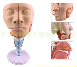 Pharyngeal Muscle Model Larynx Anatomy Model Throat Model Mouth and Nose Model Glossy Muscle Anatomy Head Model