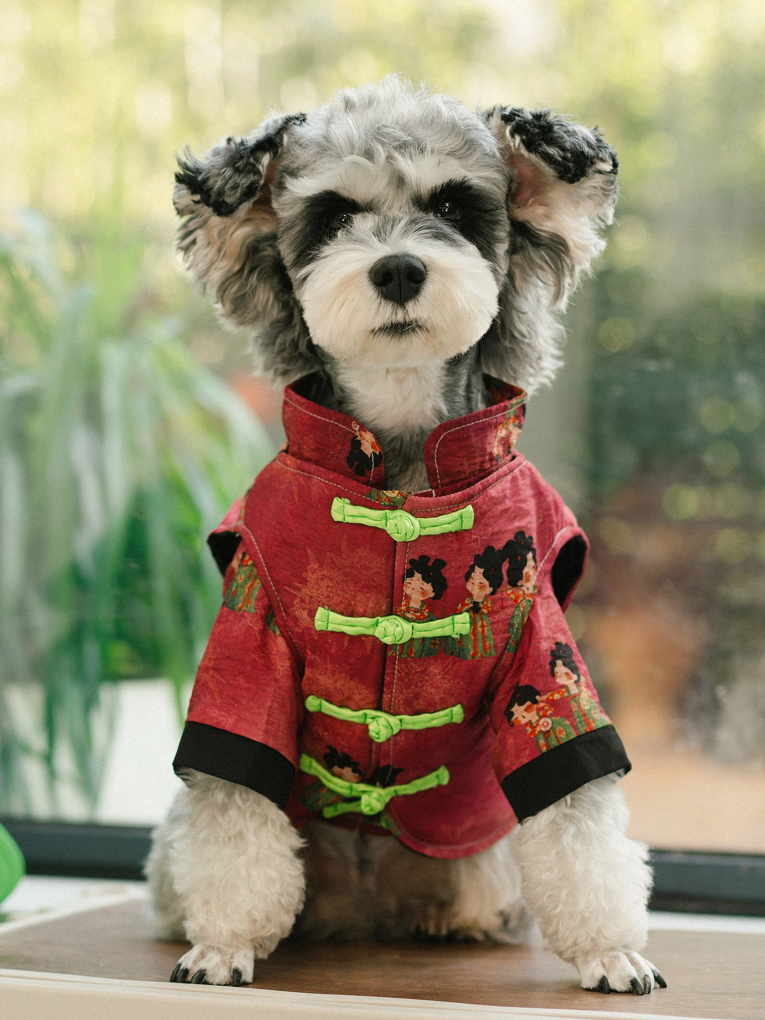 

Chinese Style Tang Costume for Small Dogs, Pet Vest, Teddy, Bichon, Shih-Tzu, Pomeranian and More