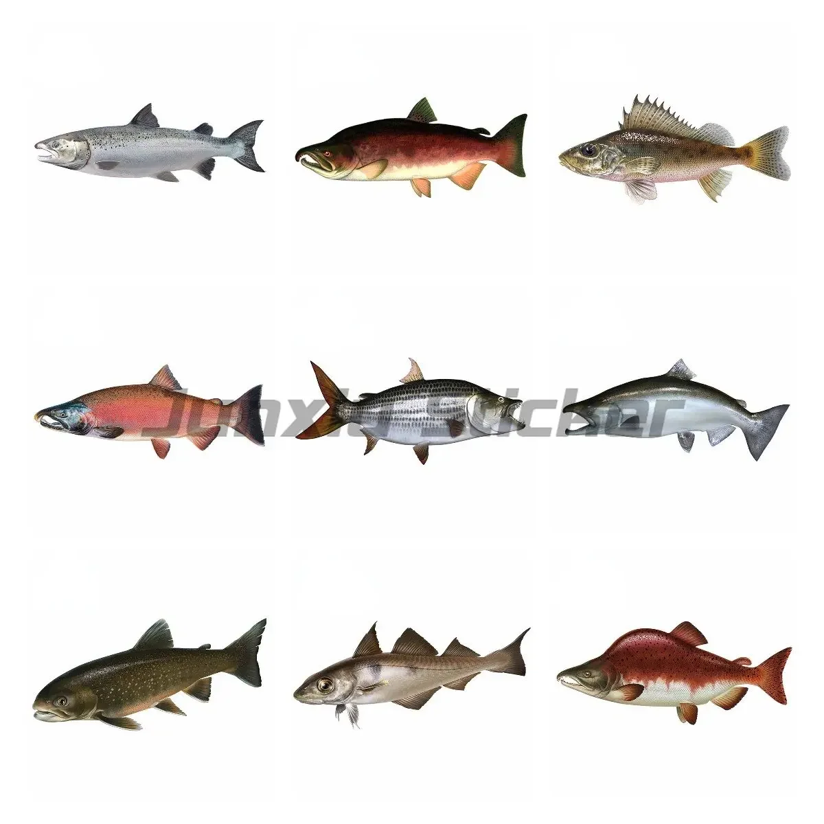 

Salmon Car Decal Personality Car Stickers Motorcycle Vinyl Material Scratch-Proof for JDM SUV RV Decor