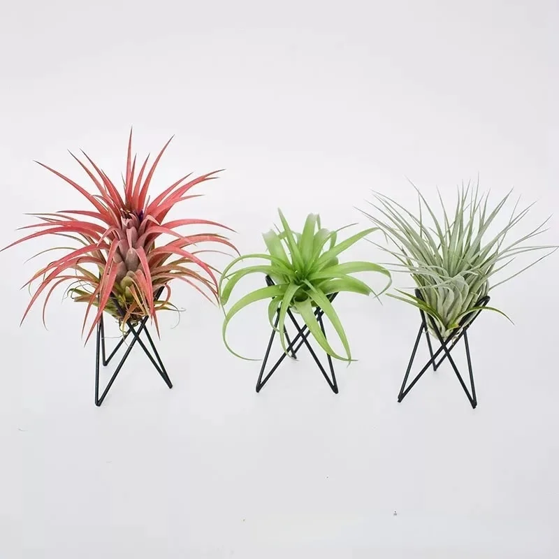 1PC Plant Stand Iron Air Pineapple Stand Flower Stand No Soil Office Hydroponics Vase Container Beautiful Decoration Family