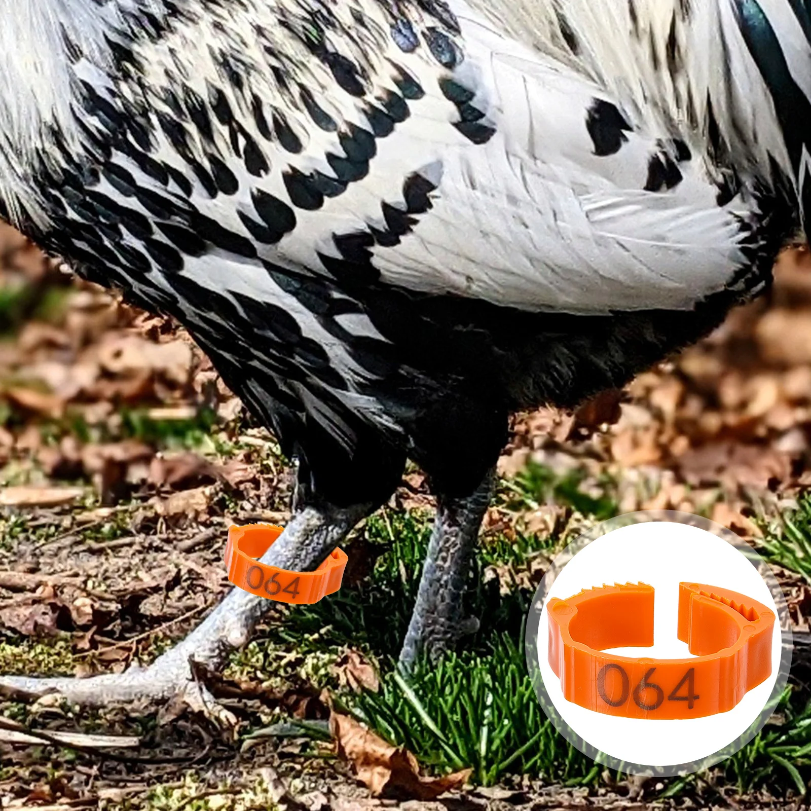 

100pcs Chicken Leg Bright Color Durable Adjustable Foot Rings Tags Geese Ducks Goose Plastic Material Poultry Identification