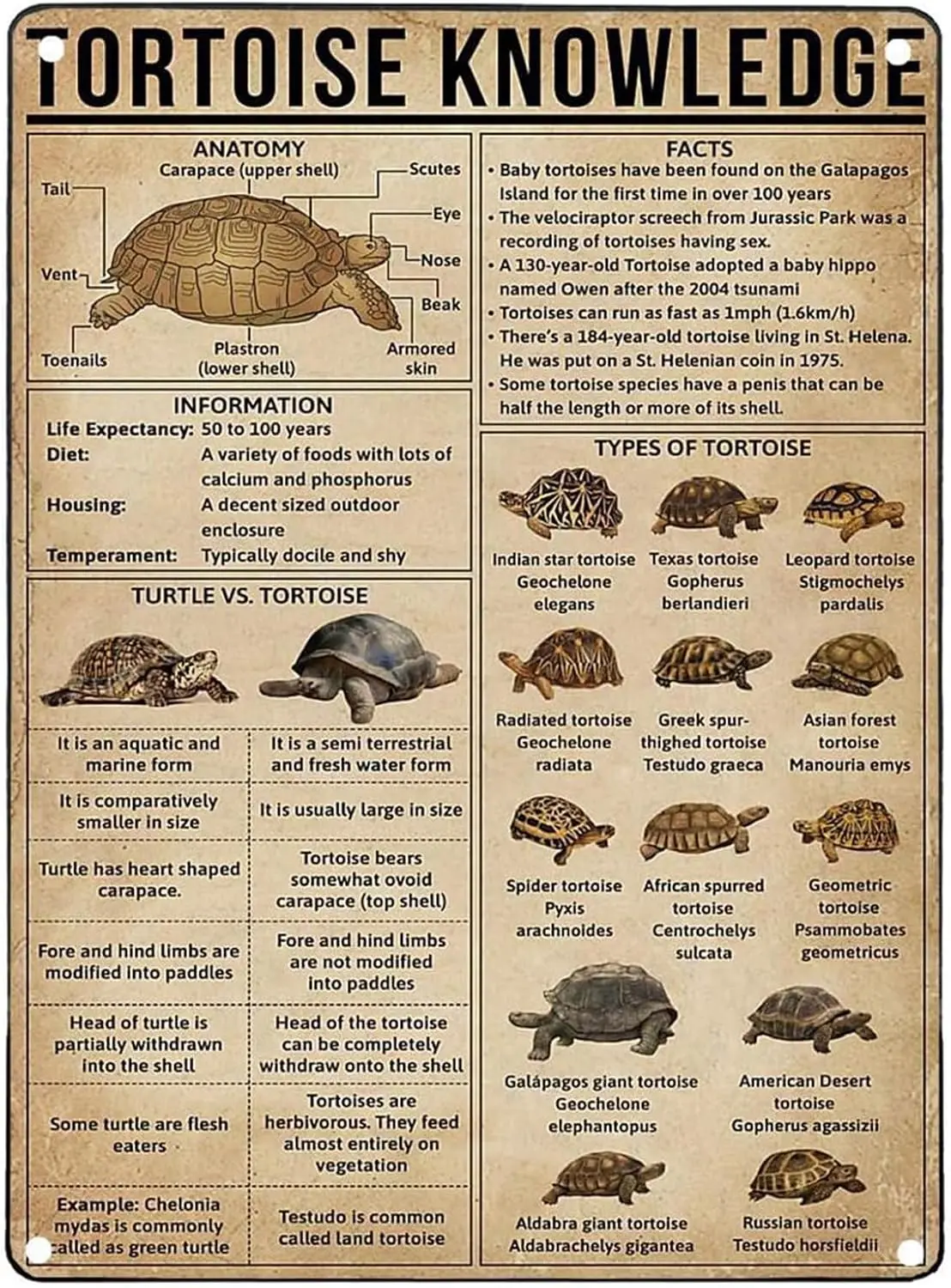 Panneaux métalliques en étain rétro drôle, signe de sous-sol de connaissance de tortue en aluminium