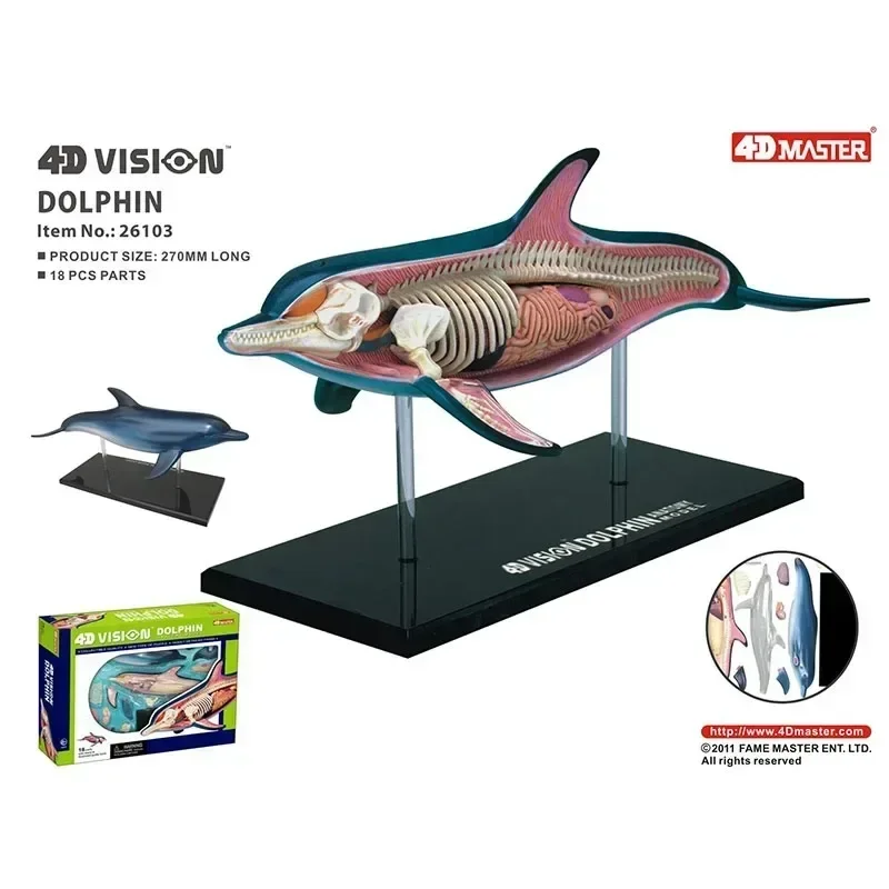 

4D Assemble Animal Dog Cat Chicken Horse Shark Whale Biology Organ Heart Lung Anatomical Model Medical Teaching Tool Veterinary