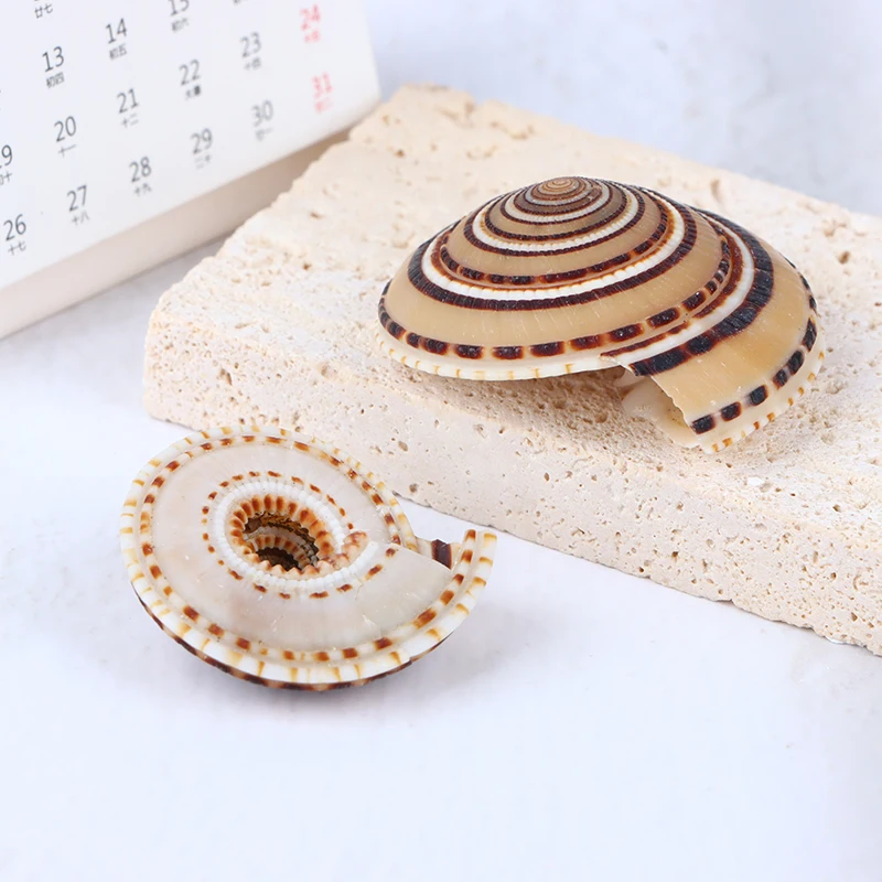 5pc/lot 20-40mm Mixed Spiral Shell Beads Pendants Beach Craft Natural Sea shell Craft Decoration DIY Handmade Tools Accessories