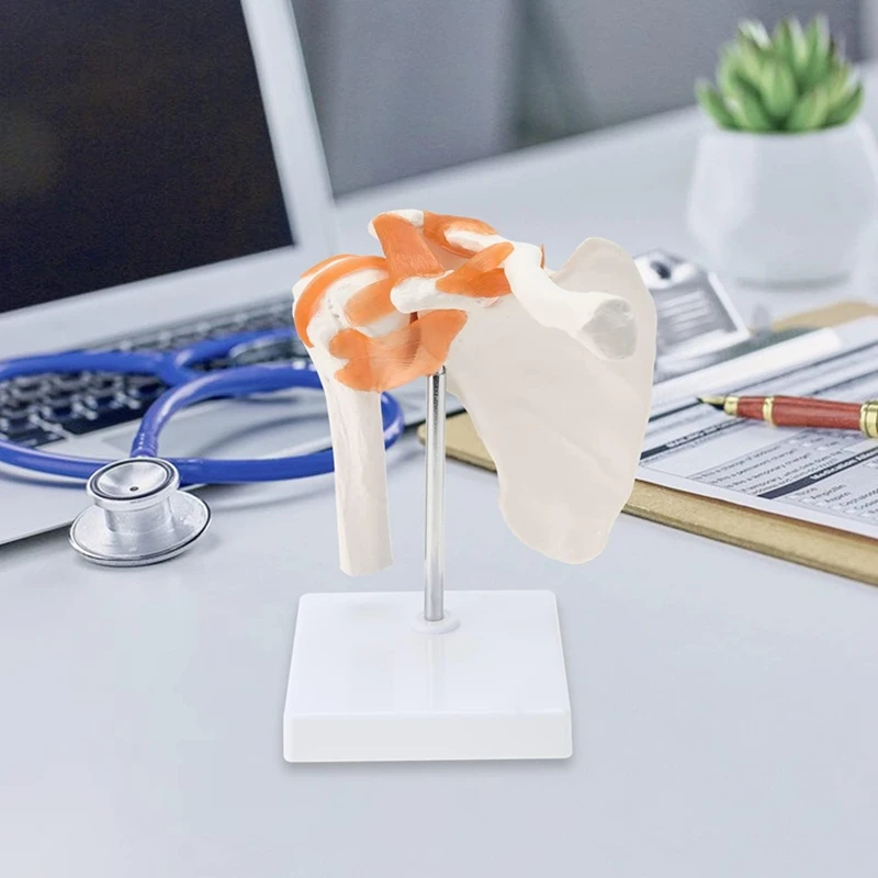 2025 New  Shoulder Anatomy Model With Functional Ligaments, Shoulder Joint Model For  Teaching Display Model