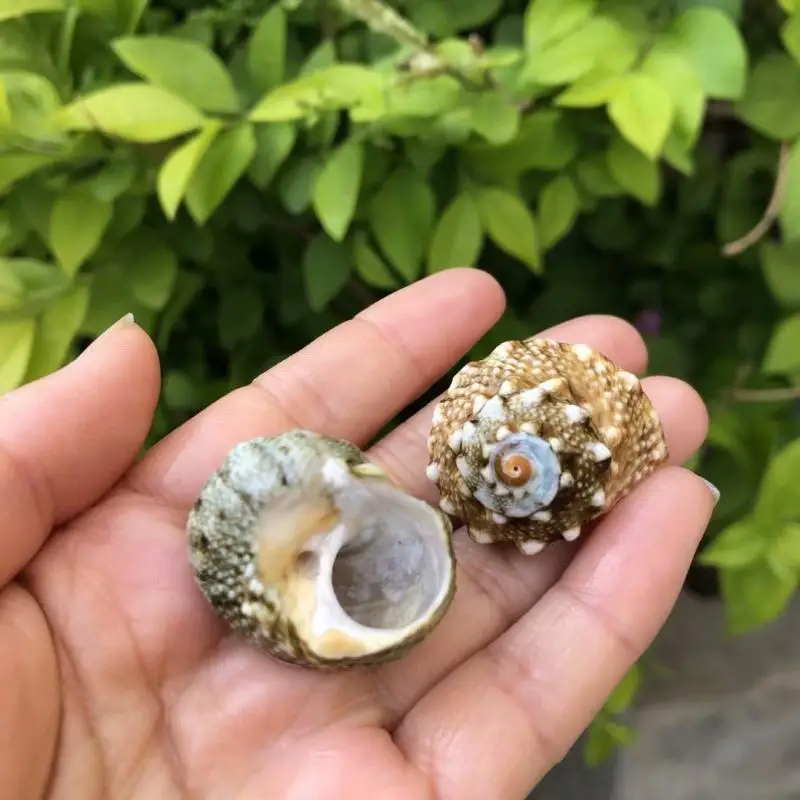 LEN الحلزون ell سبعة نجوم الحلزون حوض السمك الديكور كراب الموئل قطع غيار ell استبدال ell لخزان Fi #1