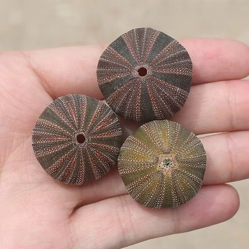 3Pcs High-waisted Sea Urchin Natural Rare Shell Air Pineapple Landscaping Decoration Gifts for Friends Collection Specimens New