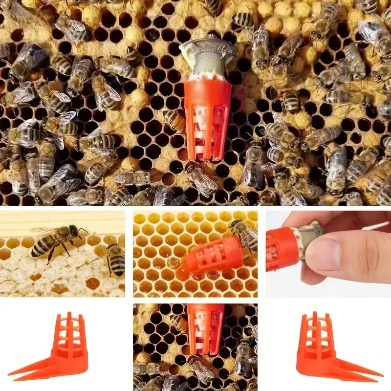 20Pcs Ventilated Plastic Queen Cell Protector, Anti-Bite Bee Rearing Cover Beekeeping Hive Tool