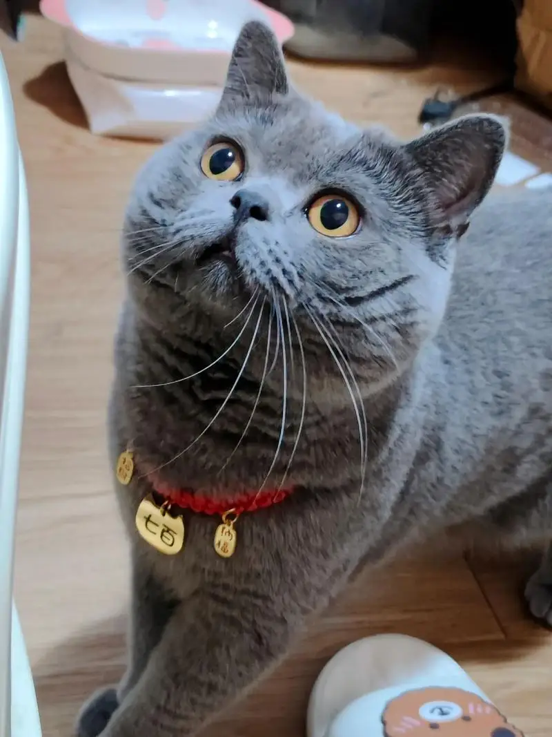 5-pieces-separateurs-de-pare-chocs-avant-universels-en-abs-kit-carrosserie-levre-de-pare-chocs-separateur-de-levre-de-canard-pour-bmw-serie-1-accessoires-automobiles