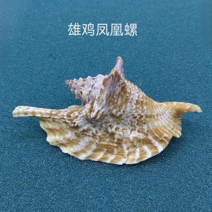 

Seven-horned Snail Natural Shell Conch Creative Strombus Gallus Creative Gift Mediterranean Style Home Furnishings Ocean Decor