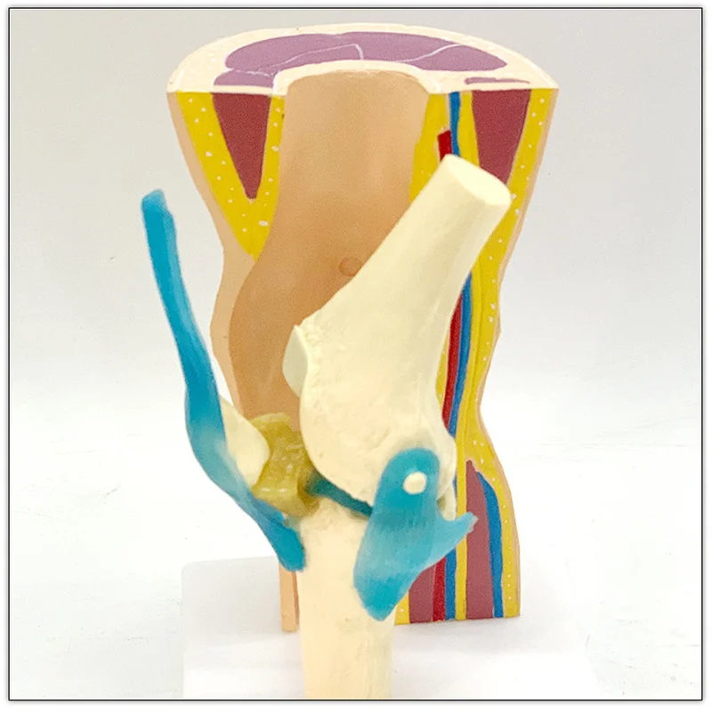 Removable Human knee joint anatomical anatomy models curved simulation skin muscle kneecap meniscus ligament skeleton model