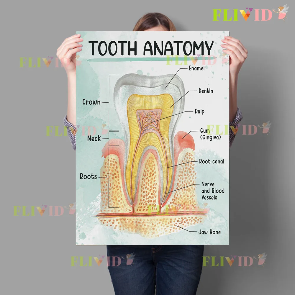 Dental Clinic Canvas Wall Art,Watercolor Tooth Anatomy Cavity Prevention Root Canal Treatment Educational Poster Print Decor